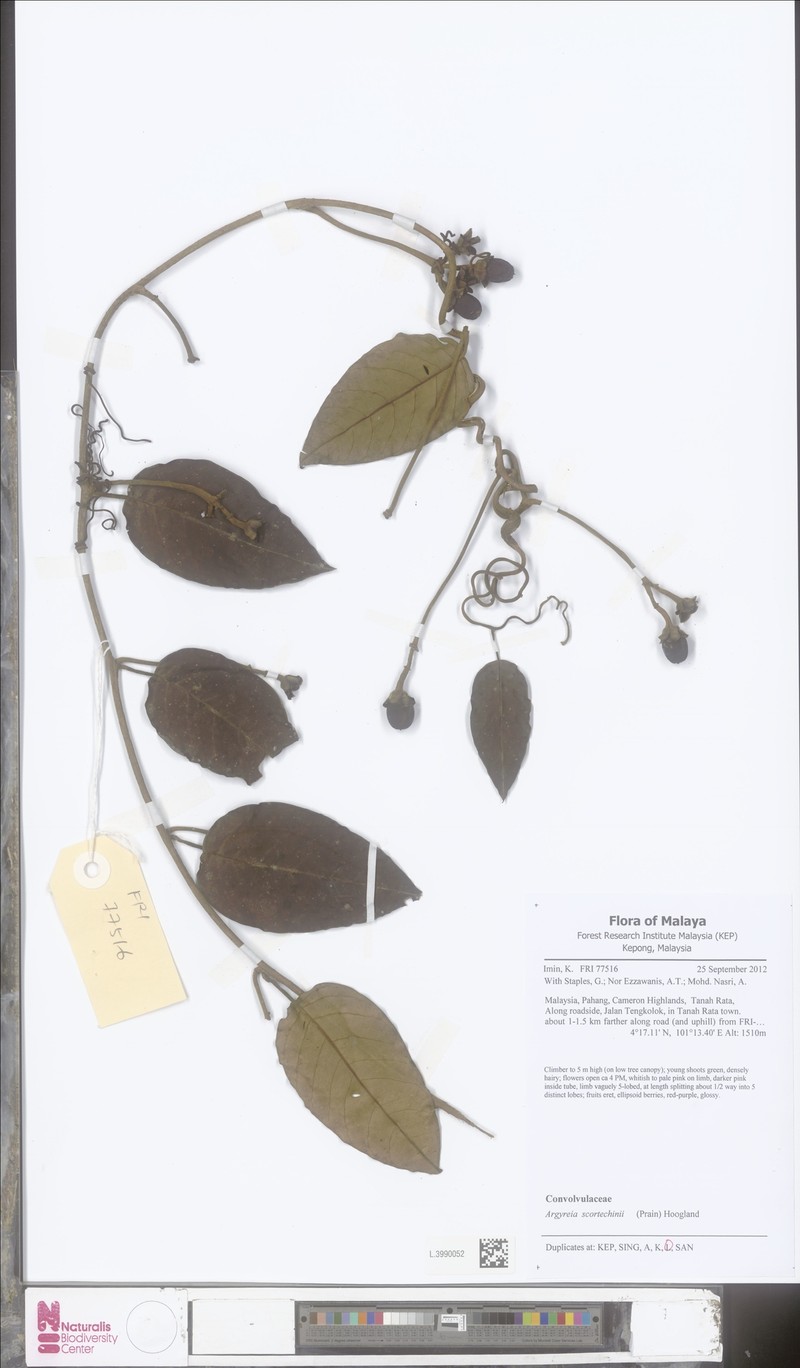 Argyreia scortechinii photo 2