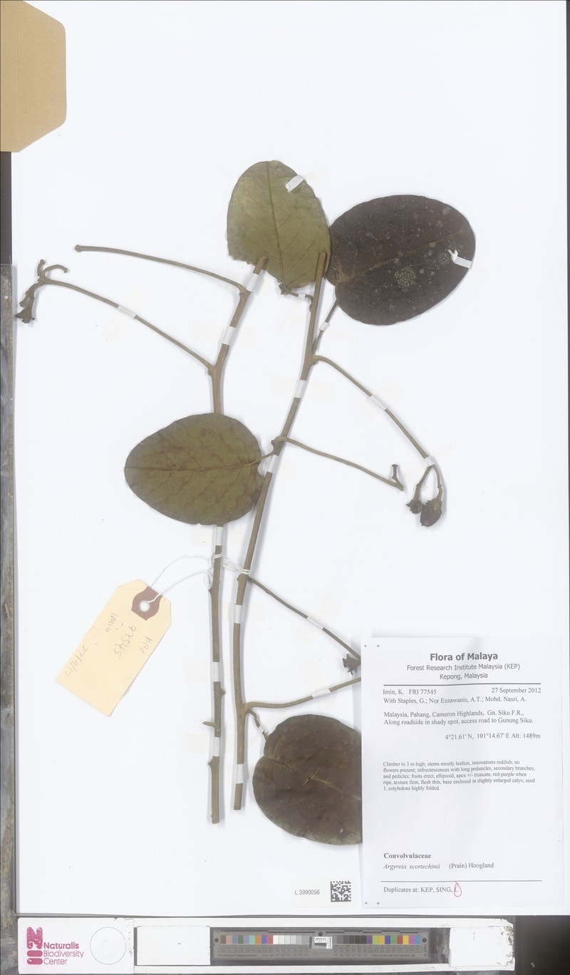 Argyreia scortechinii photo 3