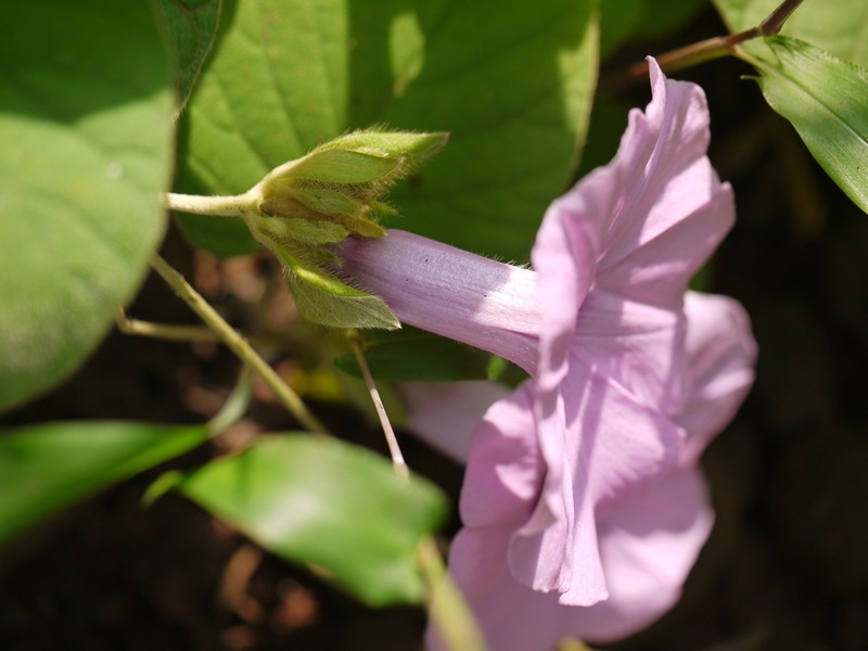 Argyreia sericea
