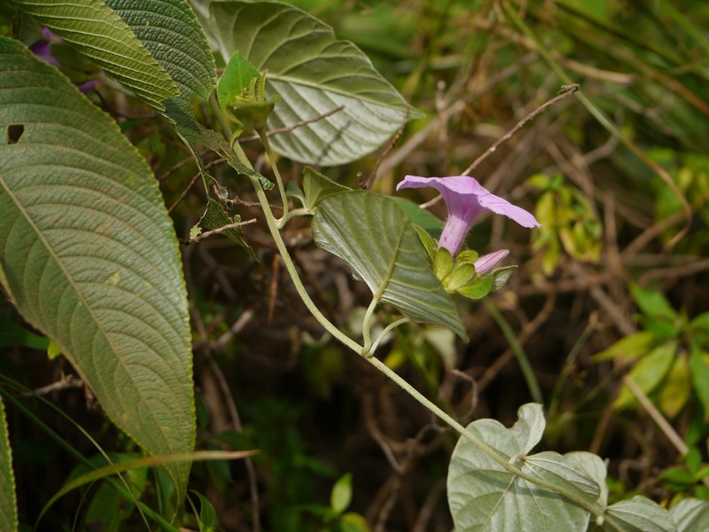 Argyreia sericea photo 3