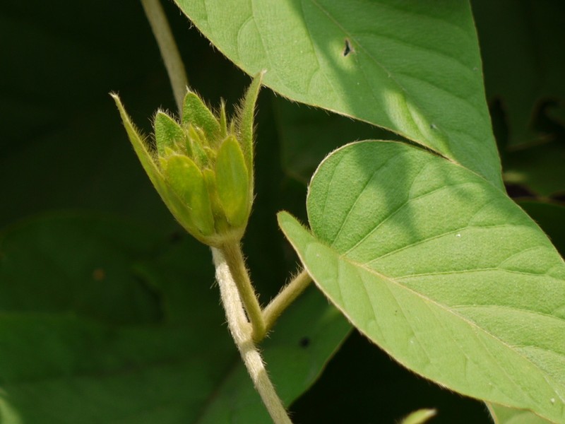 Argyreia sericea photo 5