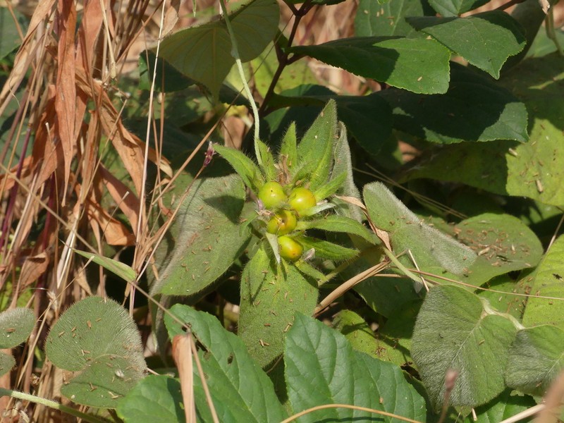 Argyreia sericea photo 6