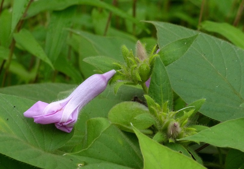 Argyreia sericea photo 8