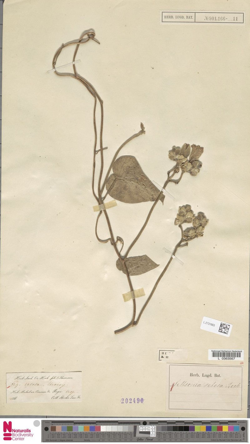 Argyreia setosa photo 2