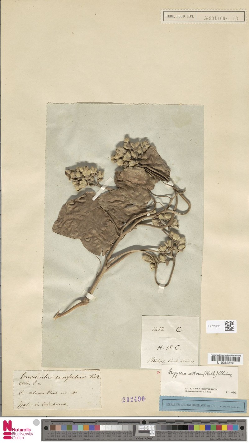 Argyreia setosa photo 3