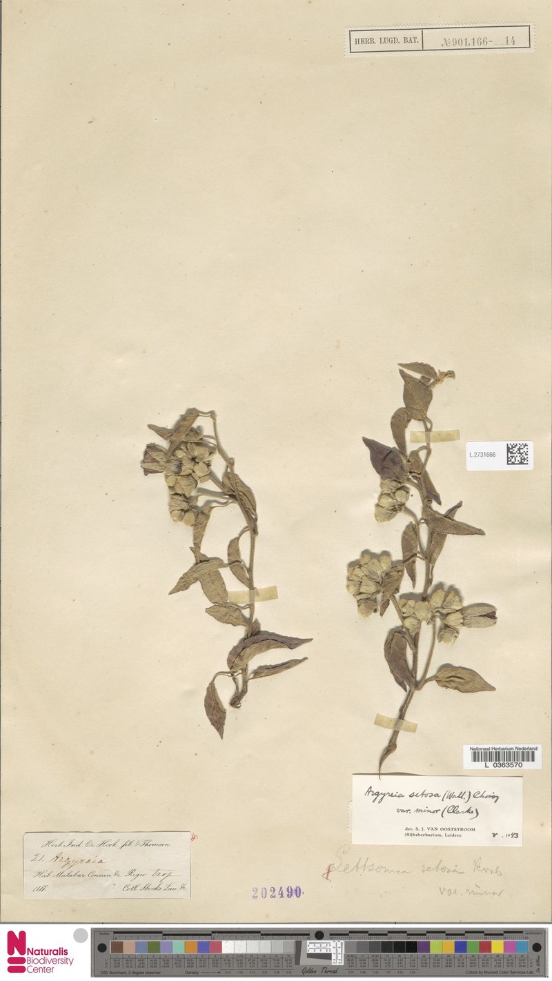 Argyreia setosa photo 4