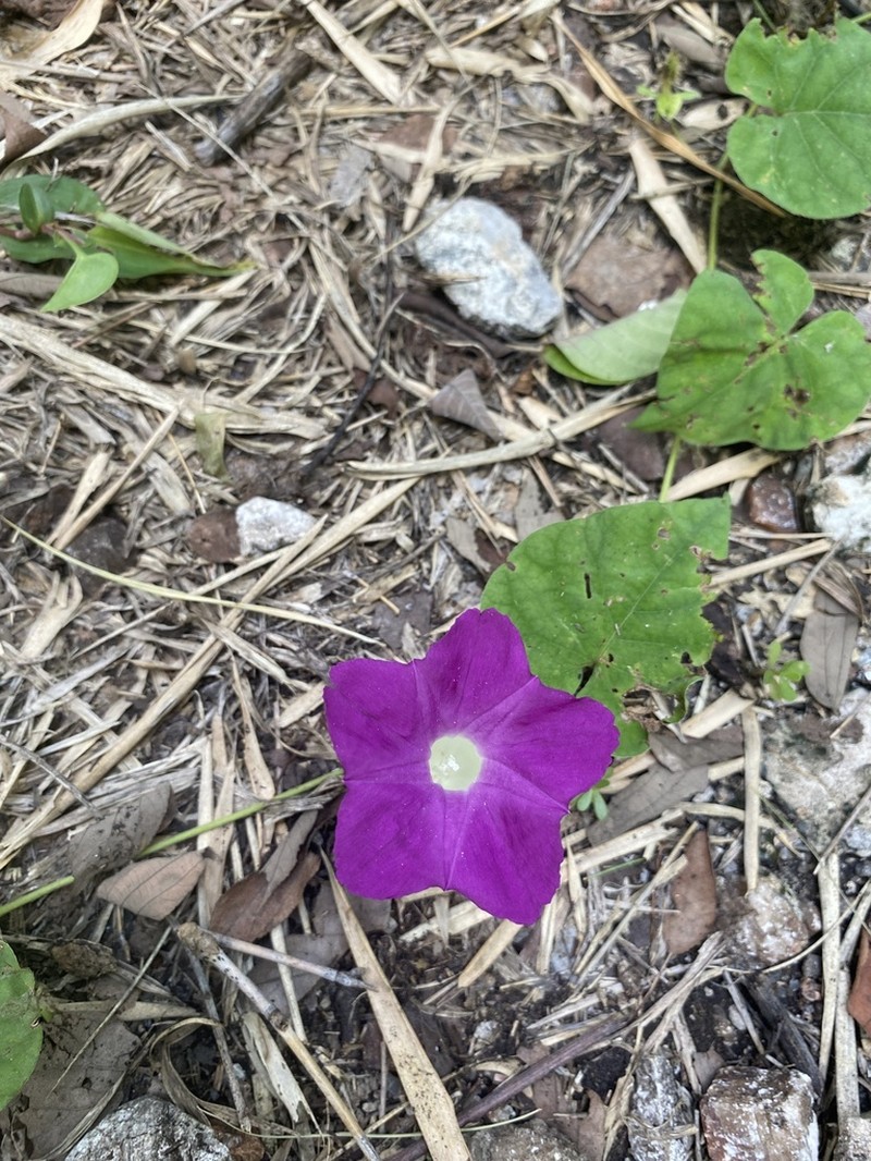 Argyreia siamensis photo 2