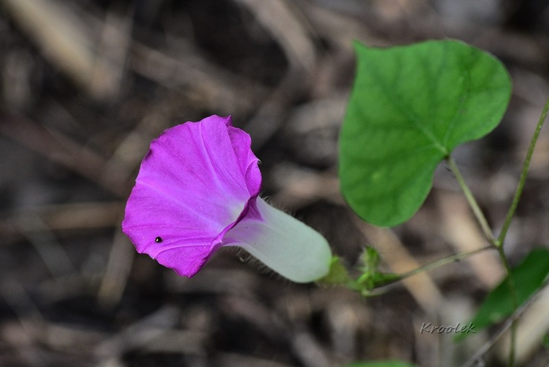 Argyreia siamensis photo 3
