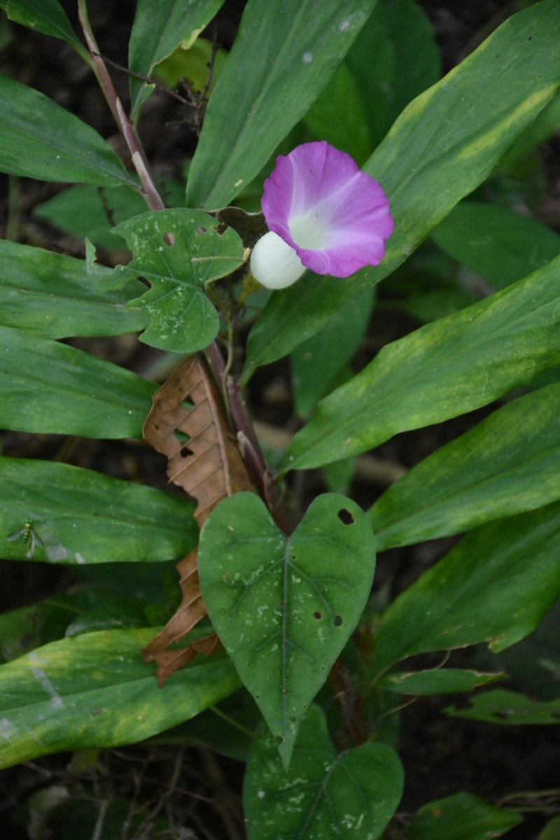 Argyreia siamensis photo 6