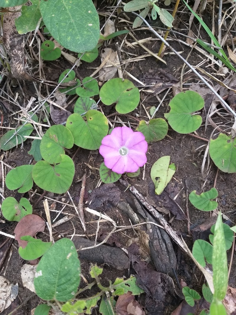 Argyreia siamensis photo 7
