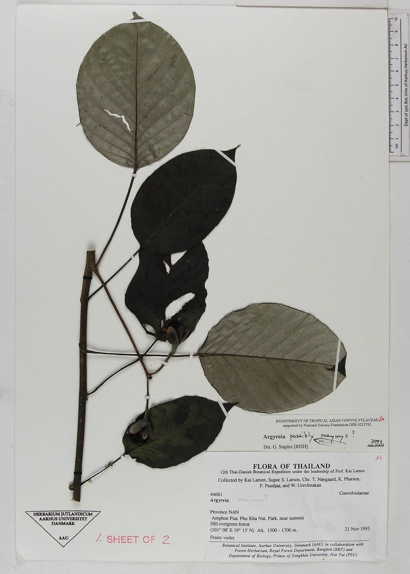 Argyreia sikkimensis