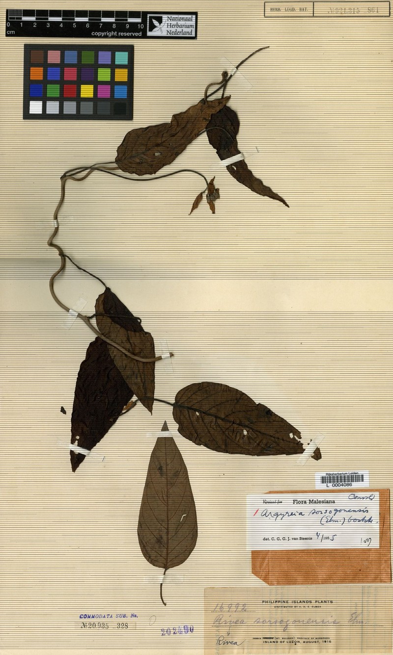 Argyreia sorsogonensis