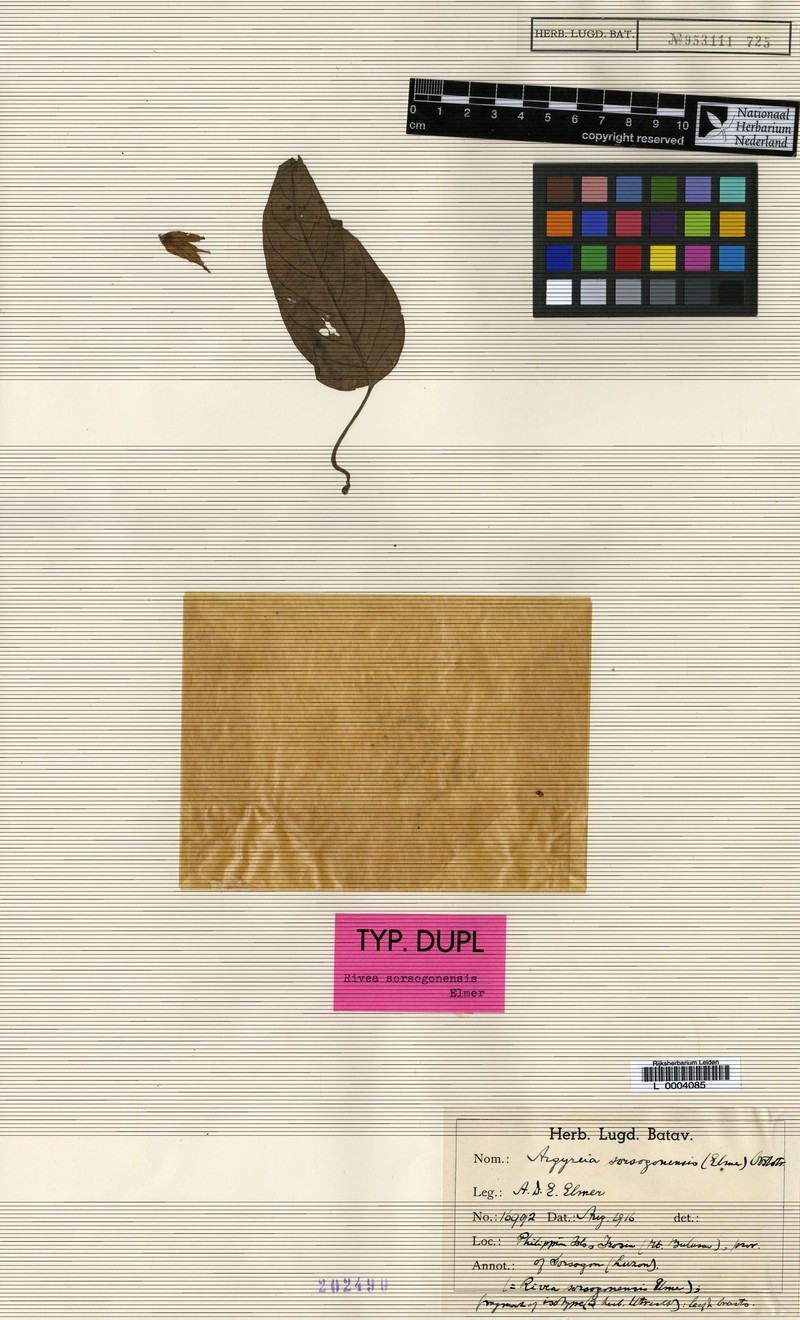 Argyreia sorsogonensis photo 2