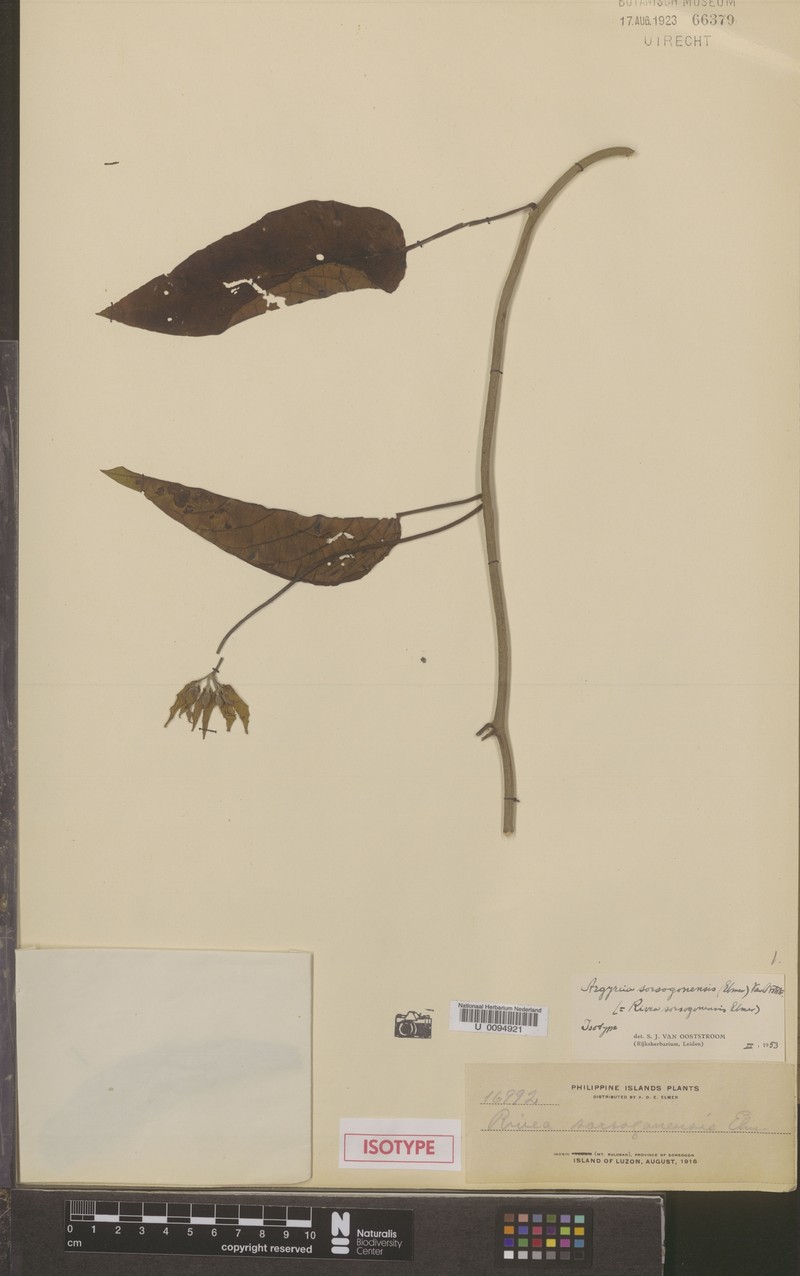 Argyreia sorsogonensis photo 3
