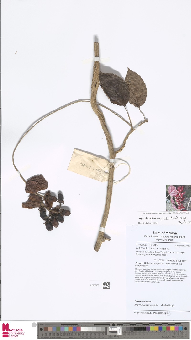 Argyreia sphaerocephala photo 2