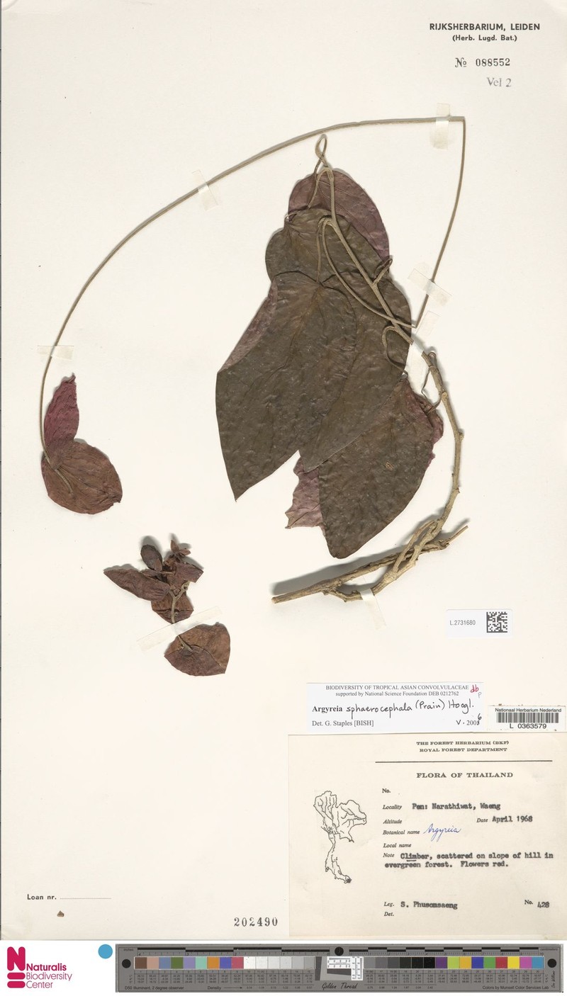 Argyreia sphaerocephala photo 4