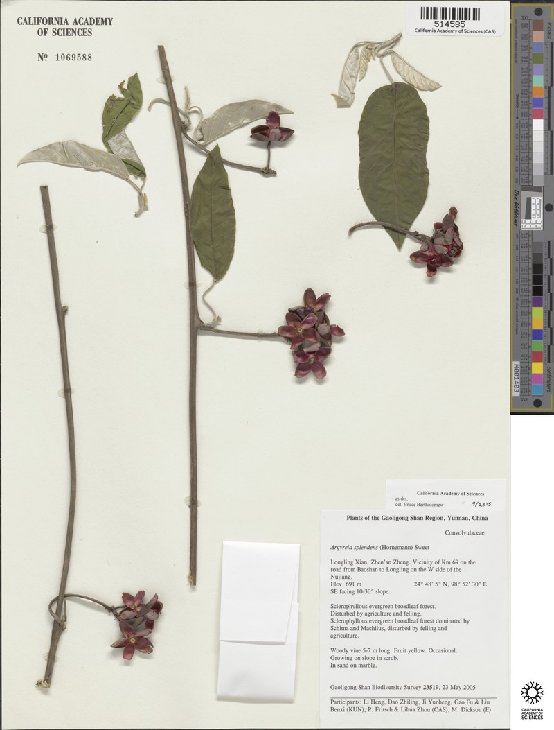 Argyreia splendens photo 2