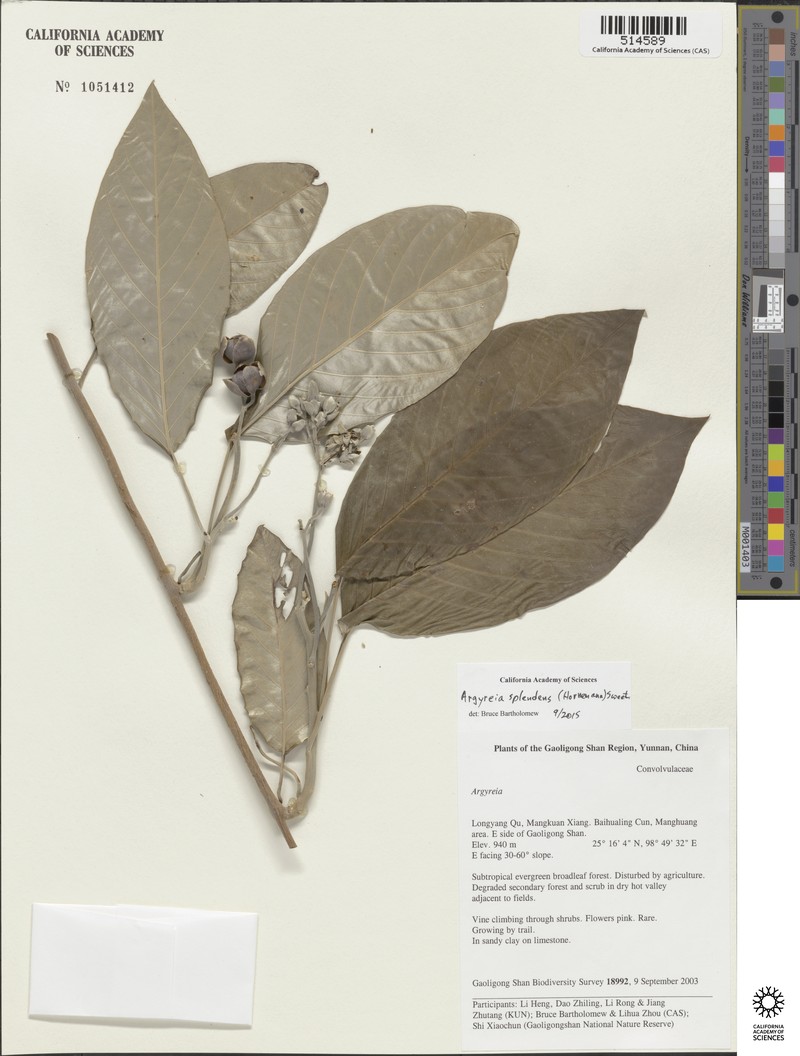Argyreia splendens photo 3