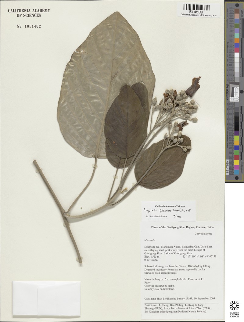 Argyreia splendens photo 4