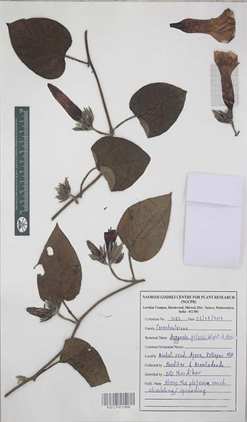 Argyreia srinivasanii
