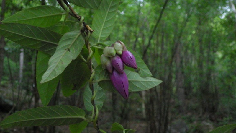 Argyreia suddeeana photo 2