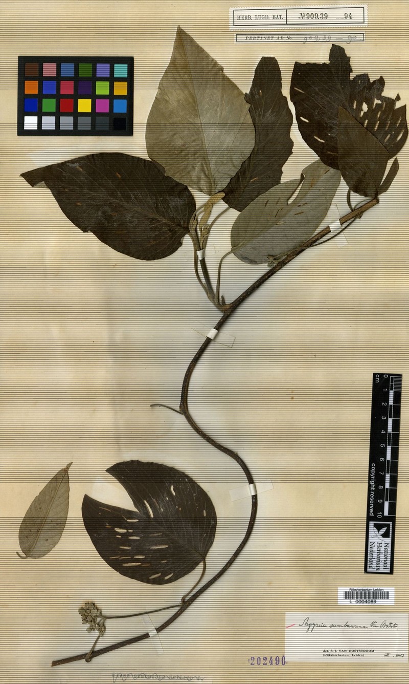 Argyreia sumbawana photo 2