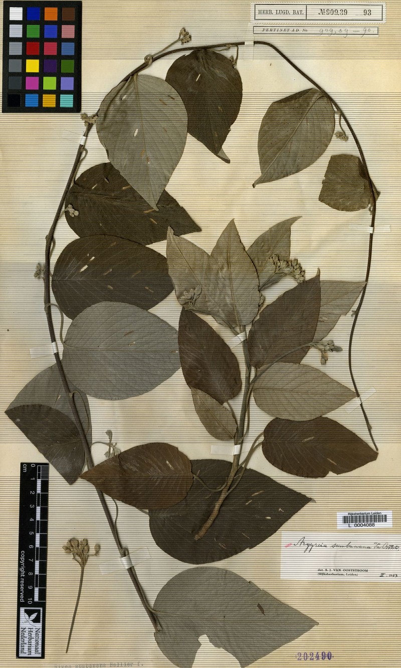 Argyreia sumbawana photo 4