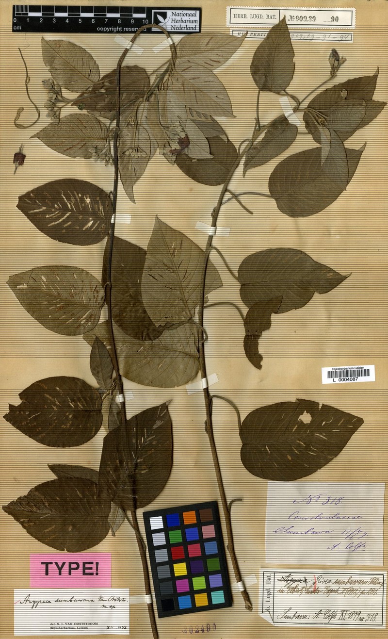 Argyreia sumbawana photo 5