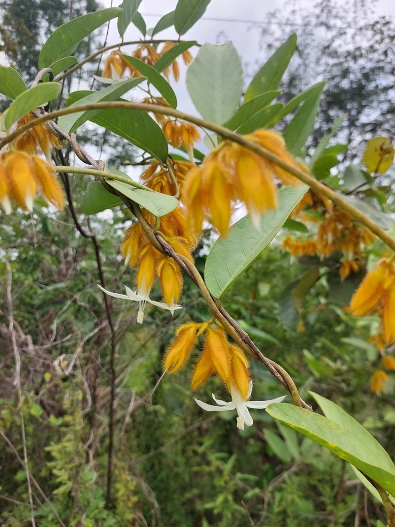 Argyreia thorelii