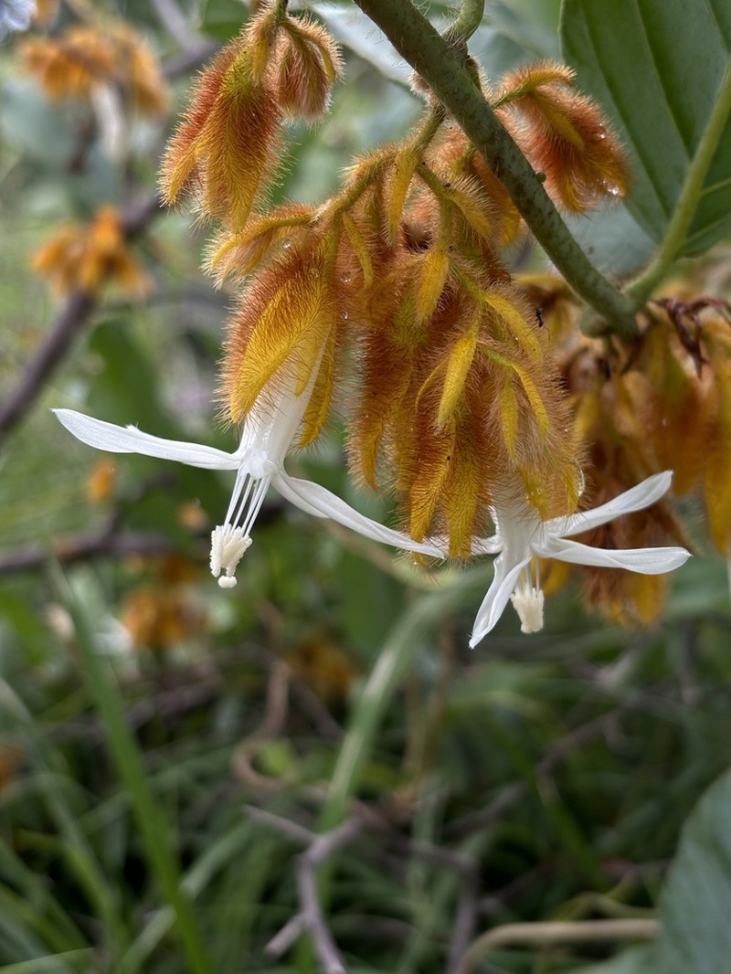 Argyreia thorelii photo 3