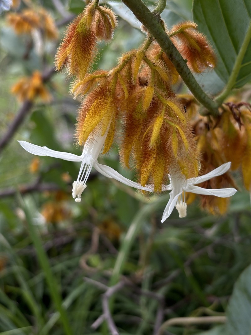 Argyreia thorelii photo 4
