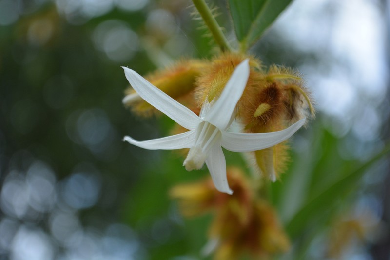 Argyreia thorelii photo 5