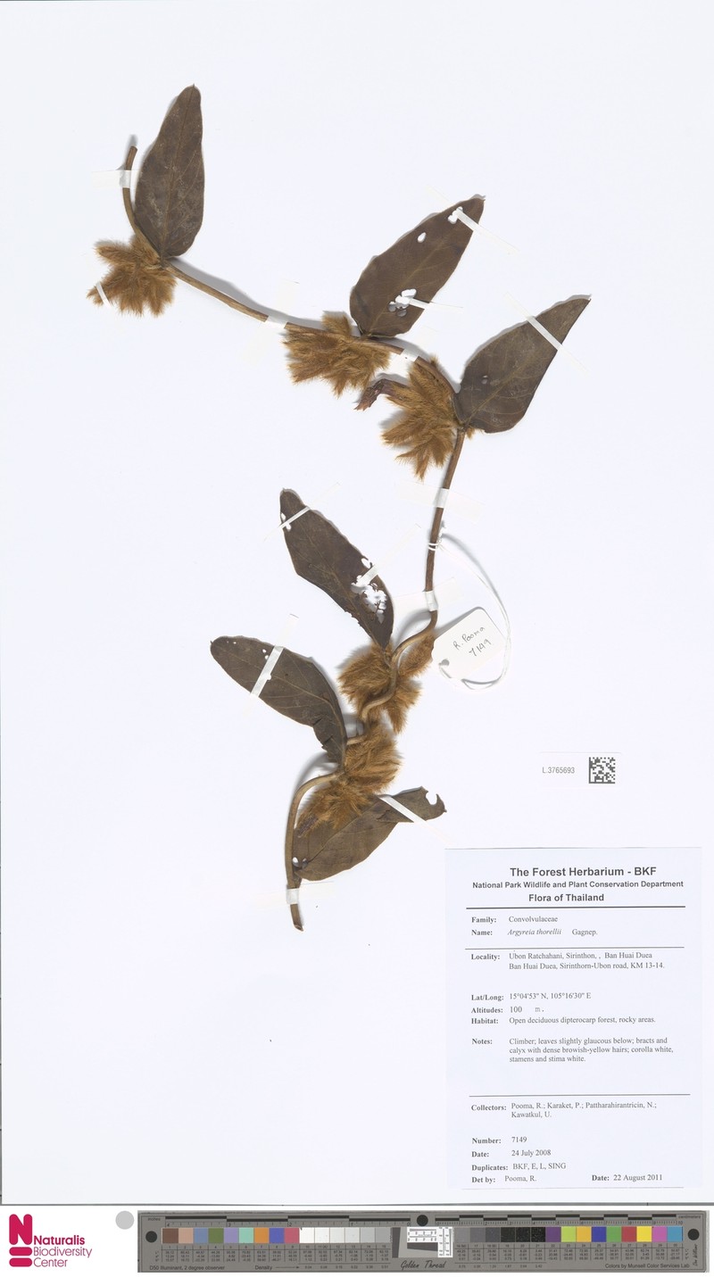 Argyreia thorelii photo 6