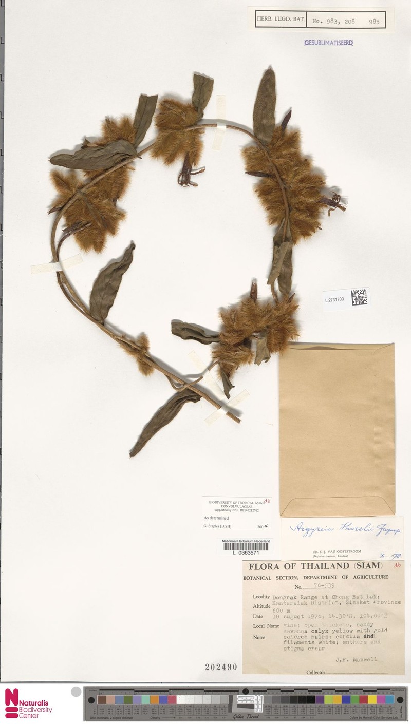 Argyreia thorelii photo 7