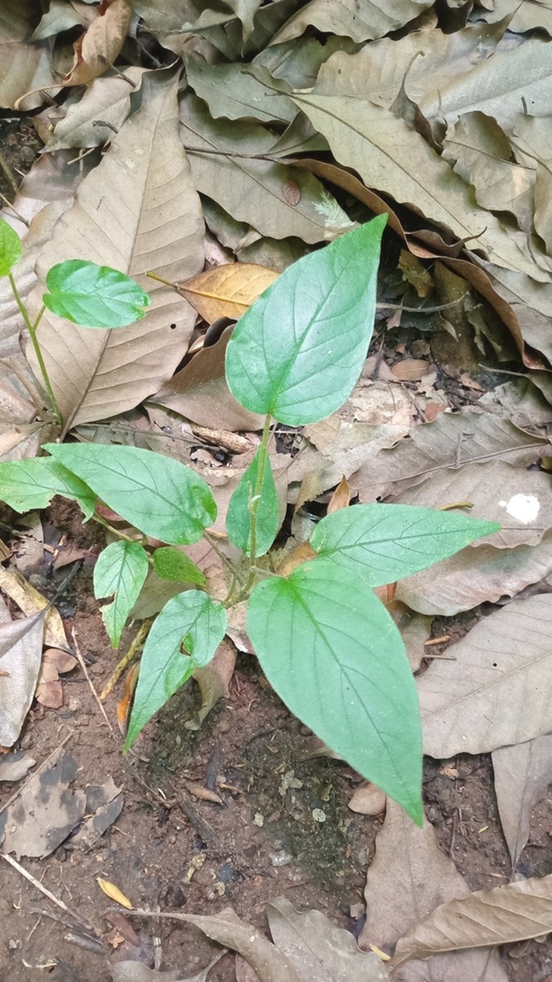 Argyreia thwaitesii