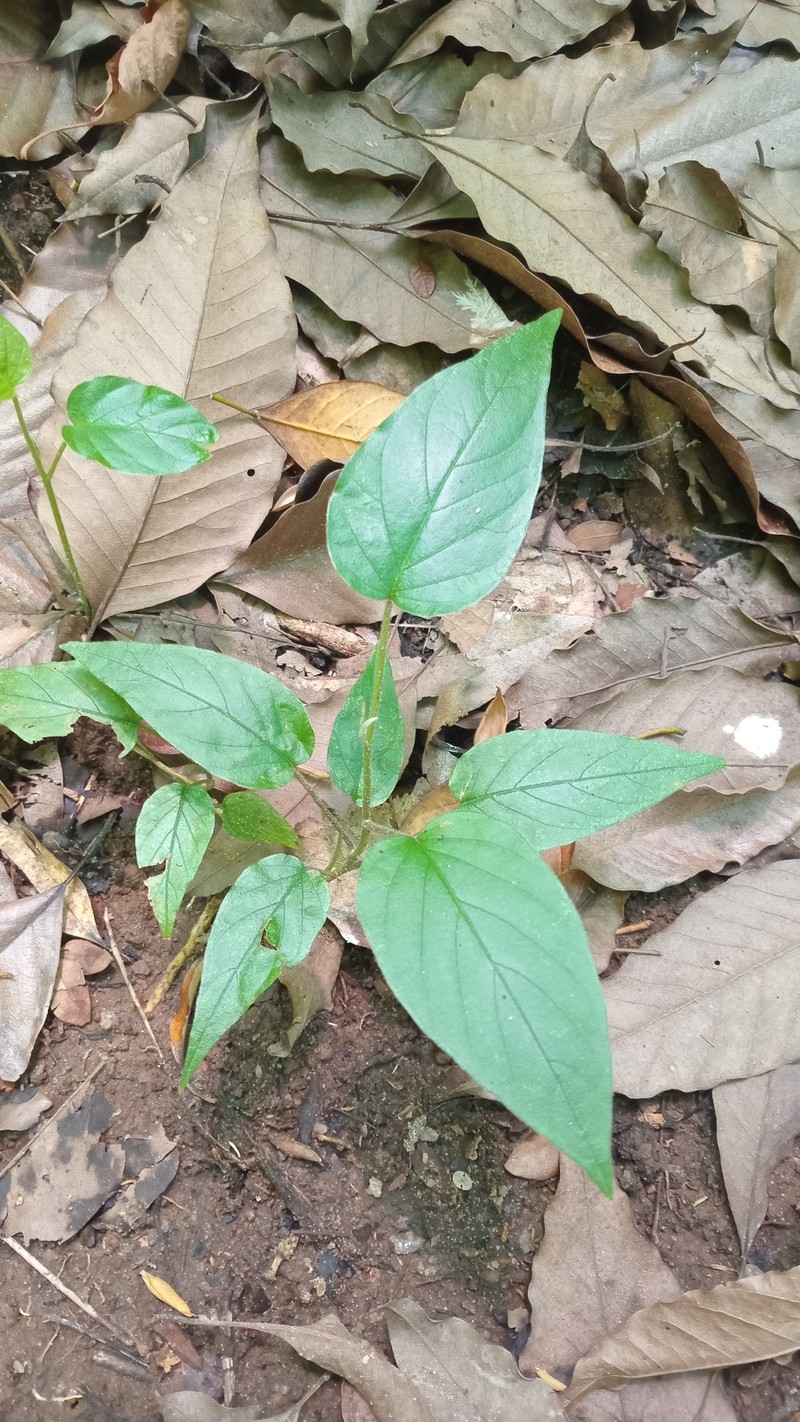 Argyreia thwaitesii photo 2