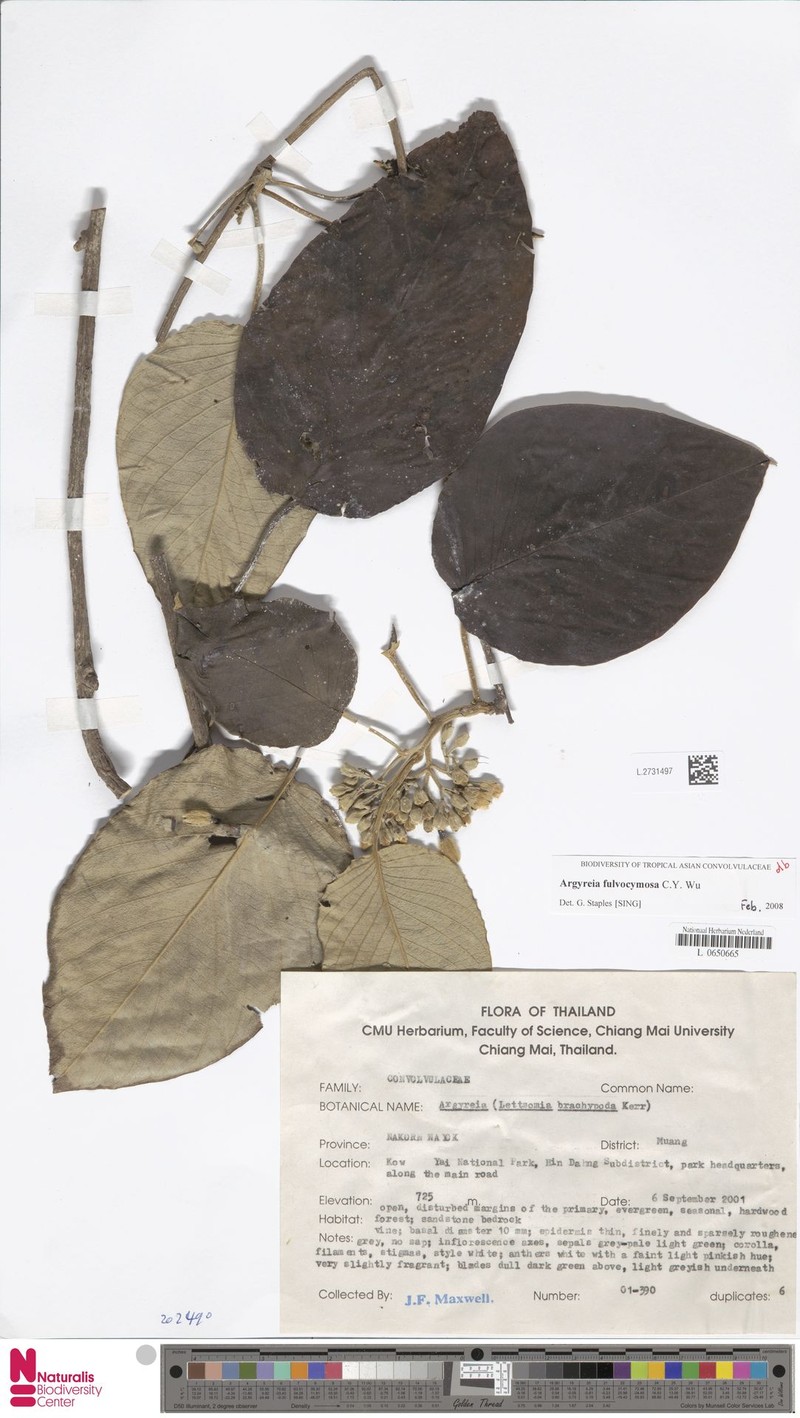 Argyreia velutina