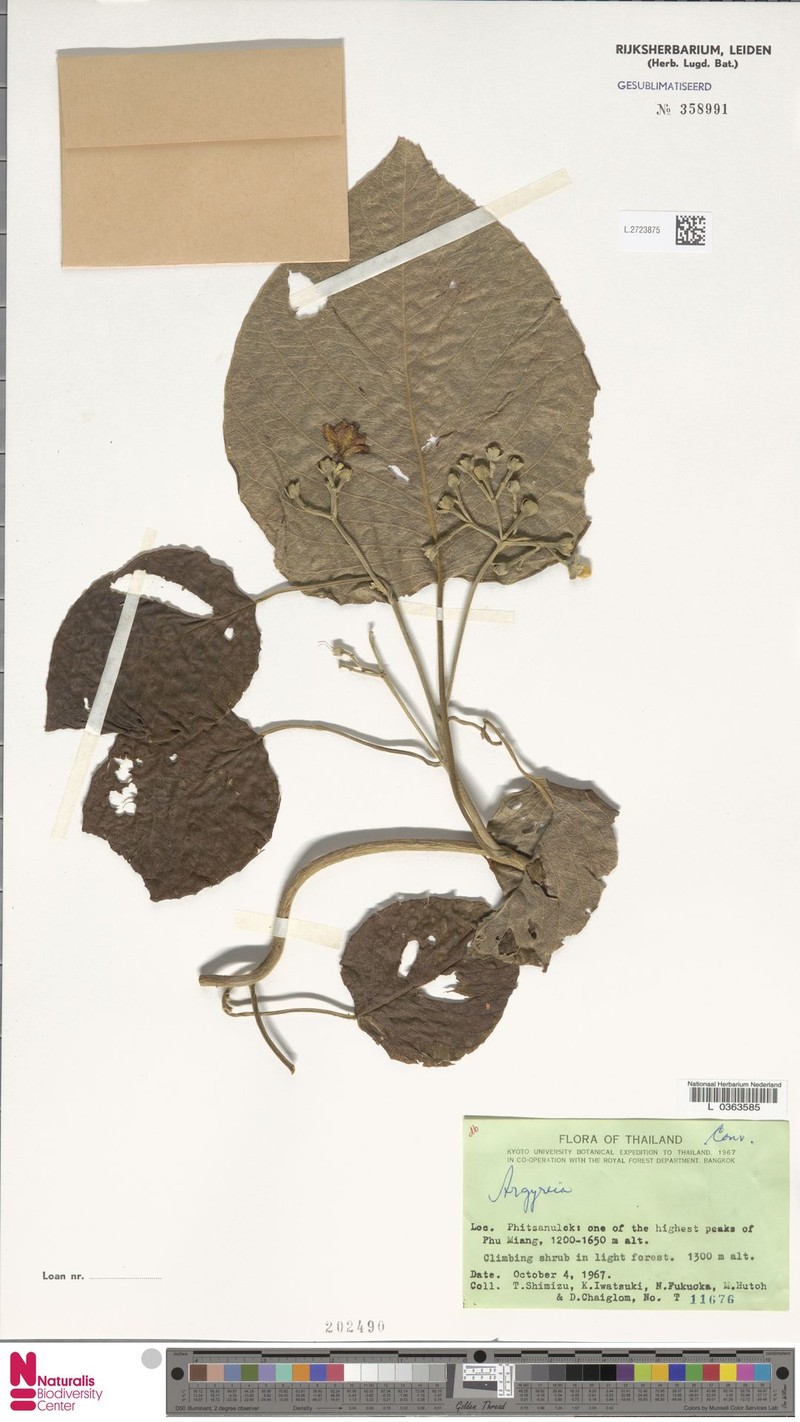 Argyreia velutina photo 2