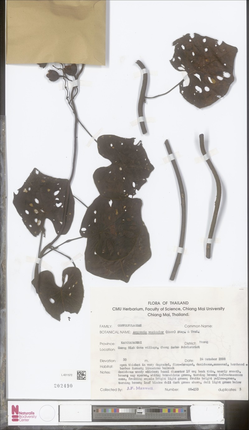 Argyreia versicolor photo 3