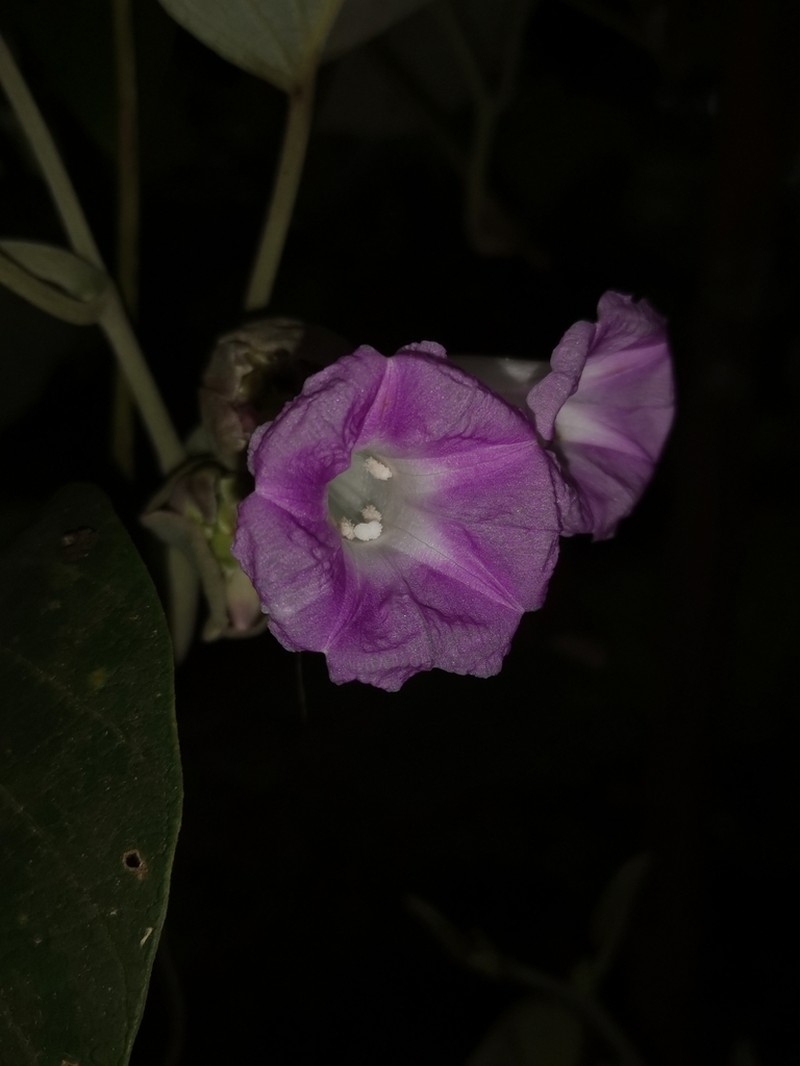 Argyreia wallichii