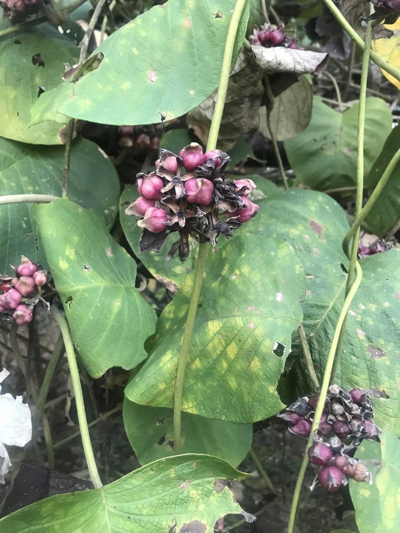 Argyreia wallichii photo 3