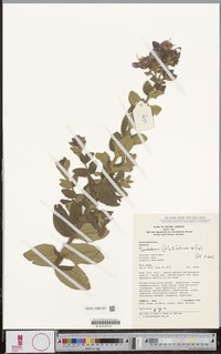 Argyrella bambutorum