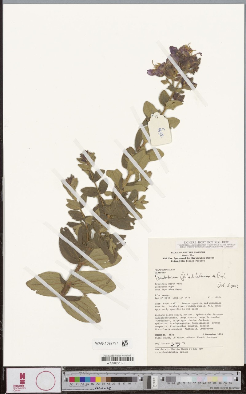 Argyrella bambutorum