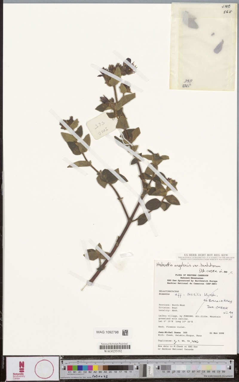 Argyrella bambutorum photo 2