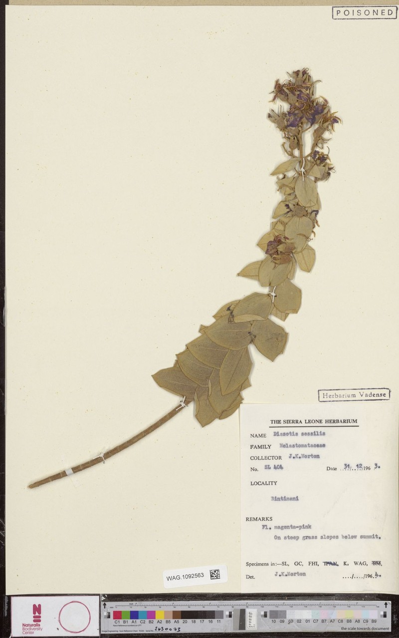 Argyrella bambutorum photo 3