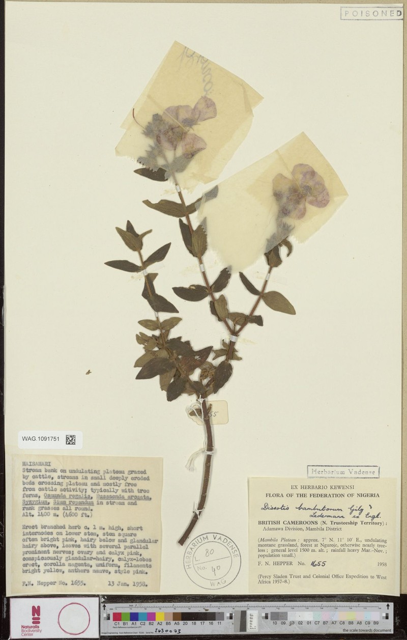 Argyrella bambutorum photo 4