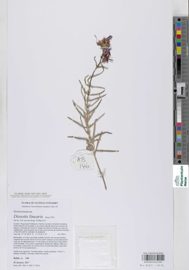 Argyrella linearis