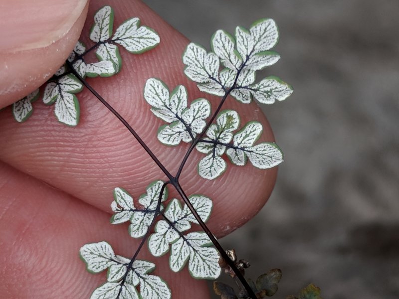 Powdery False Cloak Fern photo 2