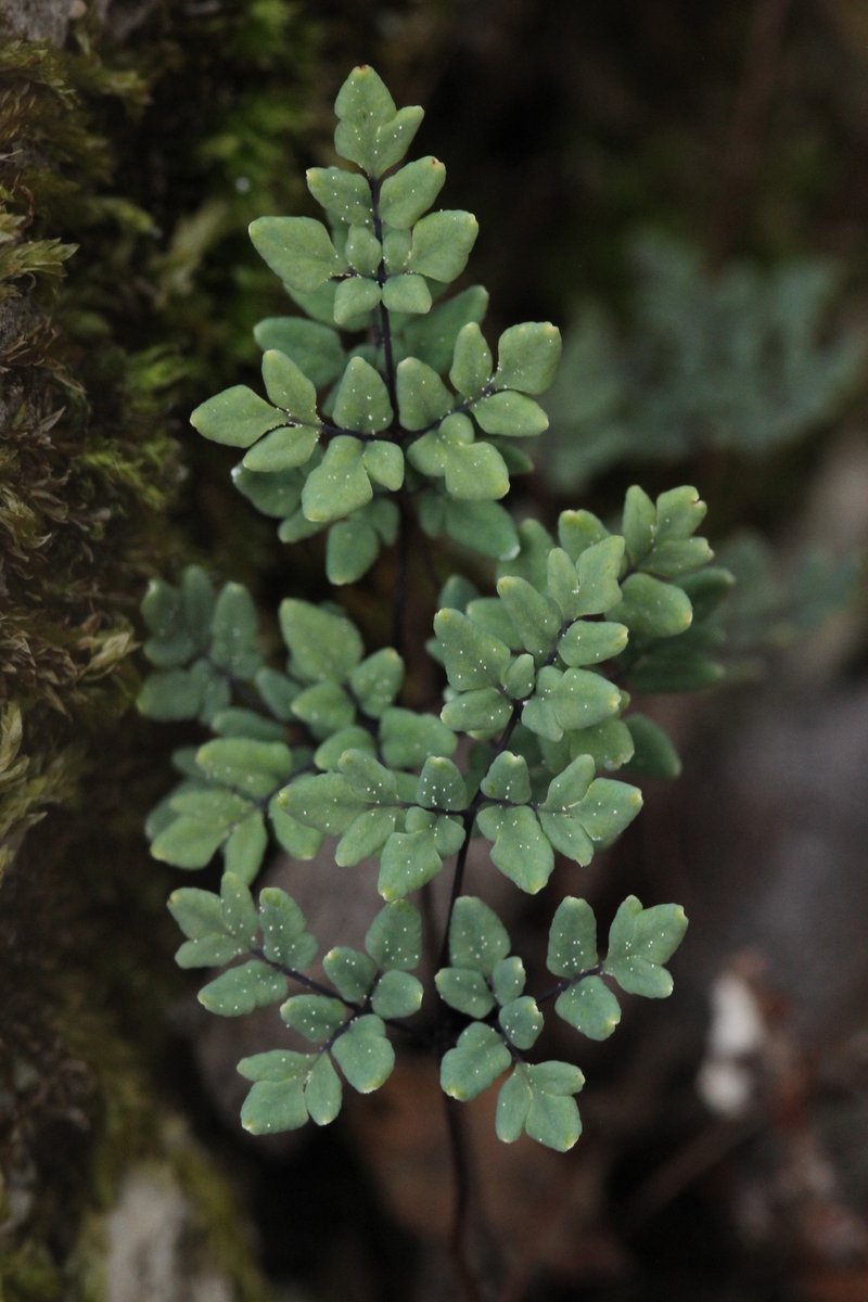 Powdery False Cloak Fern photo 3