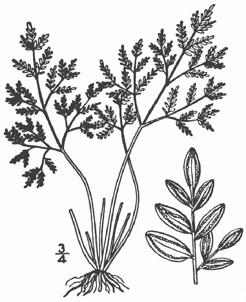 Powdery False Cloak Fern photo 4